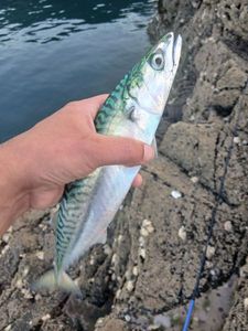 Mackerel
