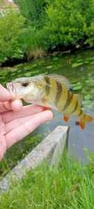 European Perch