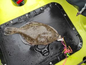European Flounder