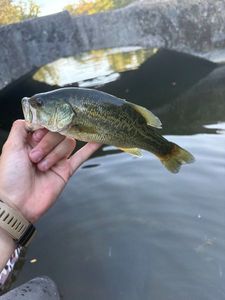 Largemouth Bass