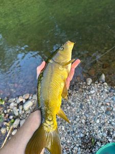 Leather Carp