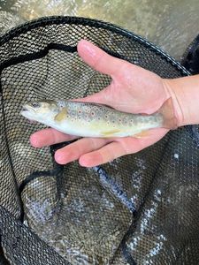 Brown Trout