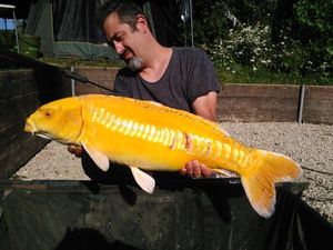 Koï Fish
