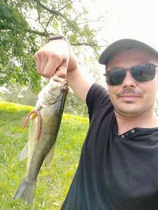 Smallmouth Bass