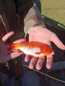 African Red Snapper