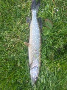 Northern Pike