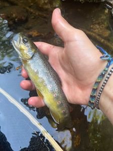 Brown Trout