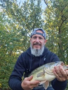 Largemouth Bass