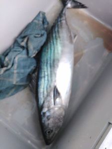 Skipjack Tuna