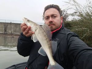 Zander