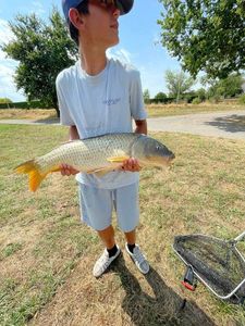 Common Carp