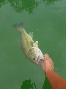 Largemouth Bass