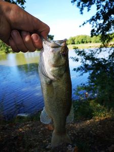 Largemouth Bass