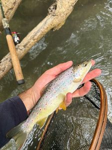 Brown Trout