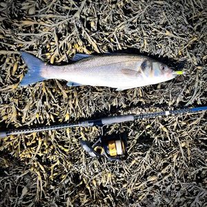 European Bass (Seabass)