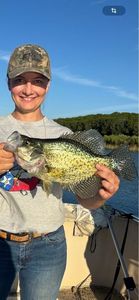 Black Crappie