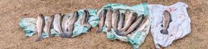 Rainbow Trout