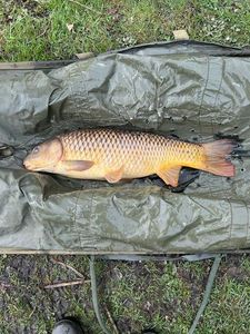 Common Carp