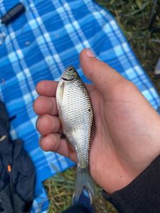 Roach