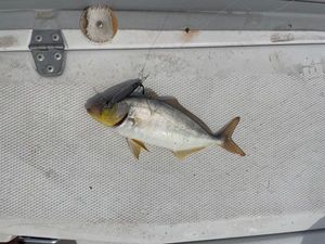 Greater Amberjack