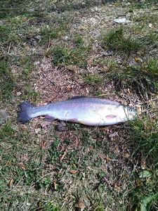Rainbow Trout caught by Patrick Scarnapat84