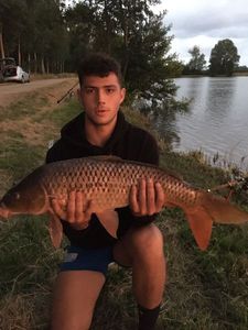 Common Carp