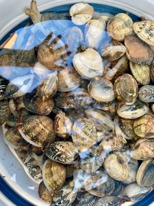 Manila Clam
