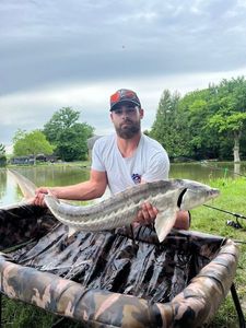 Sturgeon