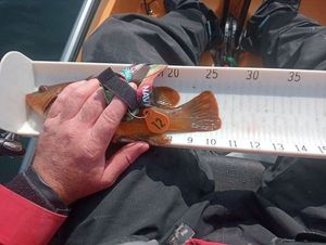 Ballan Wrasse