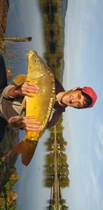 Mirror Carp