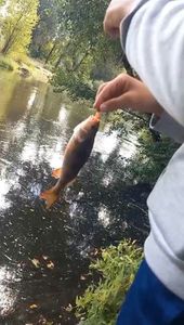 European Perch