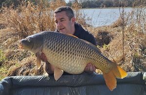 Common Carp