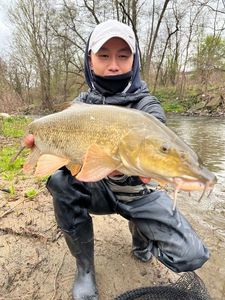 Barbel