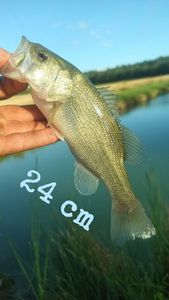 Largemouth Bass