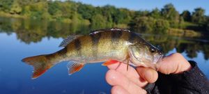 European Perch