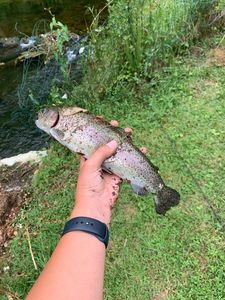 Rainbow Trout