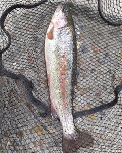 Rainbow Trout