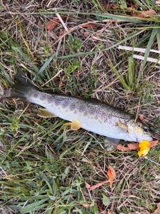 Brown Trout