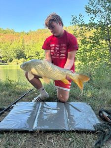 Common Carp