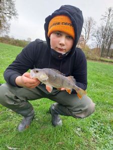 European Perch
