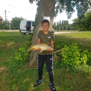 Common Carp