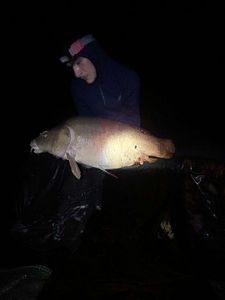 Mirror Carp