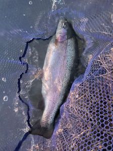 Rainbow Trout