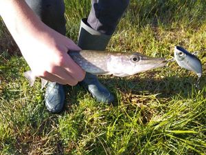 Northern Pike