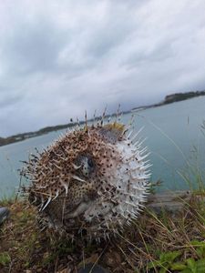 Spot-Fin Porcupinefish