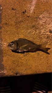 Gilthead Seabream