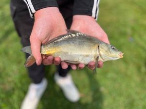 Mirror Carp