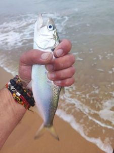 American Shad