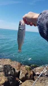 Spotted Seabass