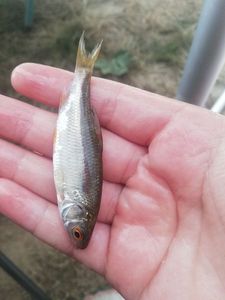 Lake Trout
